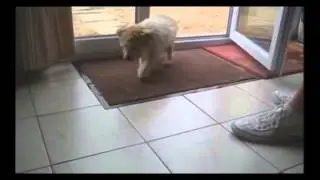 собаки тоже вытирают ноги