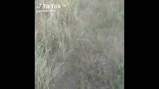 тест на внимательность.