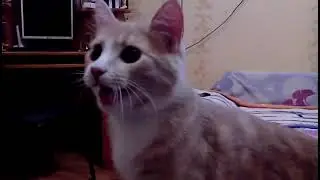 Кот Персик думает, что он спаниель Данила