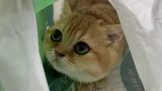 Котёнок в кульке #shorts