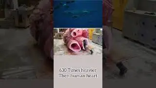 How Big a Blue Whale Heart 
