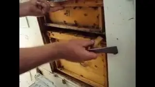 Павильонное пчеловодство КФХ Цветы Черноземья. 