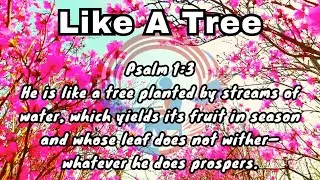 Like A Tree: A Beautiful Piano Instrumental Inspired by Psalm 1:3 (432hz) Matt Savina