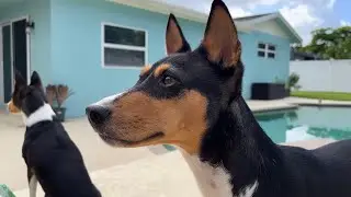 Basenjis on a Friday