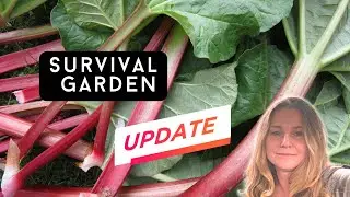 We strategically relocated to the north. Here’s our garden update.