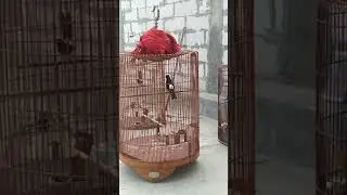 CAS BURUNG MURAI BIAR MANTEP SAAT GANTANG BOSKU