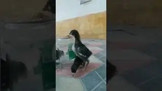 Кора шахзода жужа хуроз  