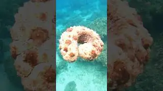 Biglang Lumitaw Sa Harap Ko Parang Donut #seacreatures #spearfishingphilippines #shorts