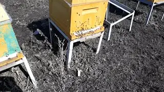 ПЕРВЫЕ ВЕСЕННИЕ РАБОТЫ НА МОЕЙ ПАСИКЕ НУ И ДОЛГОЖДАННЫЙ ОБЛЁТ