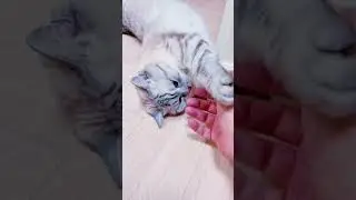 Тест на человечность.