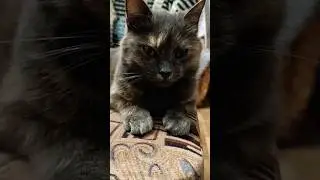 Везде сплошной обман. #shorts #кот #юмор #смешно