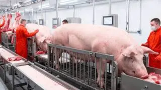 Inside a Massive Pork Factory: From Thousands of Pork Skins to Crispy Cracklings