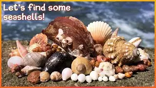 Finding Seashells on the Wrack-line | Microshelling [Virtual Shelling]