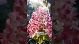 Цветение гортензии Diamant Rouge , Ferms July 