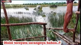 SENDIRIAN MEMBANGUN SHELTER DI SARANG IKAN