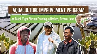 Aquaculture Improvement Program on Black Tiger Shrimp Farming in Brebes, Central Java