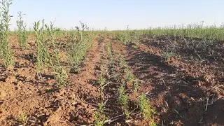 Лён масличный в Крыму!