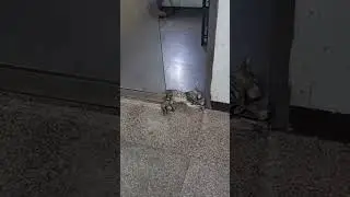 Cat Cut 🐯🤔🐈