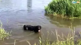 Labrador That Swimming Funny Animals - Fluffies!