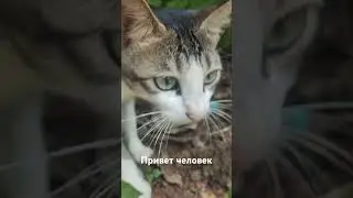 Домашние животные в ГОА #шортс #гоа #индия
