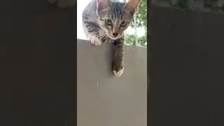 My Cat’s About to do Something #shorts #cat
