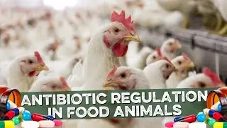 Antibiotic Regulation in Food Animals: Antibiotic Residue in Meat?