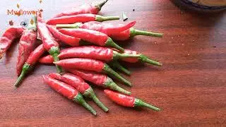 Уход за красным комнатным острым перцем🌶️🌶️🌶️
