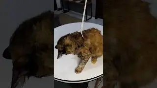 Homemade pet harness 