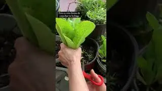 Cosecha lechuga - huerto en macetas - huerto urbano - cactae