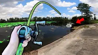 This ROADSIDE POND grows TROPHY SIZED BASS! (Public Pond Bass Fishing)