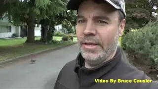 Saving Ducklings From The Crows