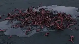 Earthworms in a puddle using vellum  in Houdini 20 karma