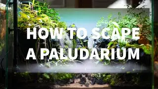 SCAPING A PALUDARIUM