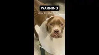 Emaciatated Dog Gets Wires Removed From His Stomach #AnimalCruelty #ReportAbuse