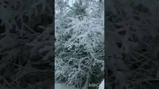 Лилия Хэмитова,,Адаштым томаннарда