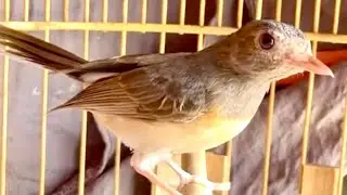 Lửa mái đập đuôi sàng kèo , giọng hay, kích trống chơi ngay.