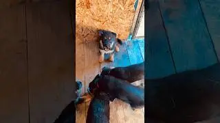КУШАЮТ МЕДВЕЖАТКИ #gsd #puppies #gsdpuppy #germanshepherd