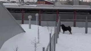 Тибетский мастиф Норман
