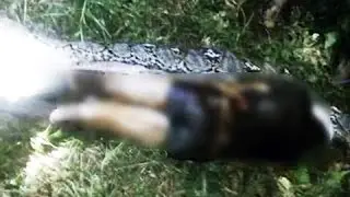 Giant Python Eats Man ⚫ Giant Snake ⚫ Giant Anaconda ✔