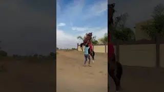Horse training 💪 