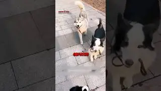 У Этих Собак IQ 10000 🥰🐶❤️