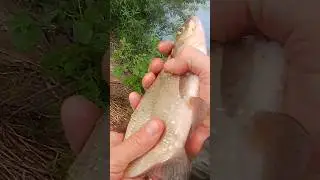 Дождик дождиком,а лещик лещиком.🤓