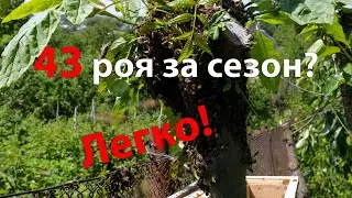 Ловити рої легко / Поймать рои легко / Сезон 2021