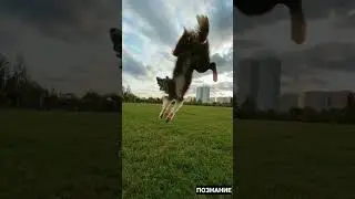 Самая умная собака в мире! Бордер-колли. 