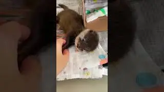 A little otter came into a man's yard and he became her family.