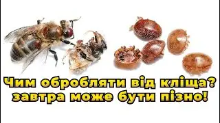 Улей на шару от Медопром.Виготовлення смужок та обробка бджіл від кліща Вароа щавелевою кислотою.