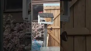 Feeding time for the birds
