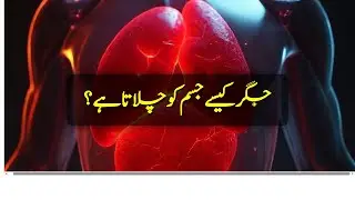 How Liver Works in Our Body | Jigar Kaise Kaam Karta Hai?