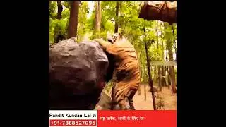 😭🙏🏻 बचाओ मुझे 🦁 मैं मर जाऊँगा 💔😭 Heart Touching Story 💘 Very Sad Video 💔😭 #shorts #status