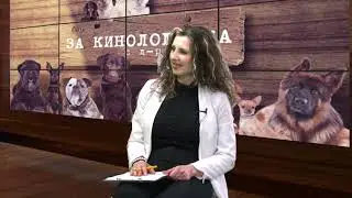 За кинологията с д-р Кънев: Съвети за хранене на кучета – Първа част